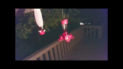 Live Bird Feeder "Frogs All night" Asheville NC. In the mountains. Aug. 30 2021
