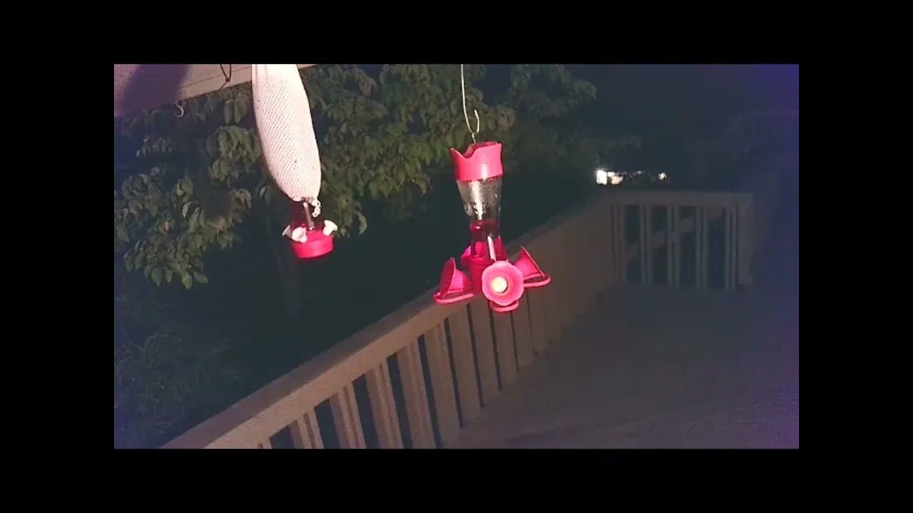 Live Bird Feeder "Frogs All night" Asheville NC. In the mountains. Aug. 30 2021