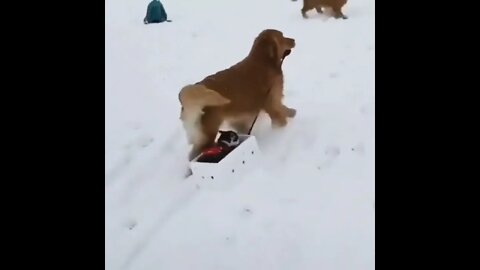 Golden retrievers are one of the best things that have happened to the planet