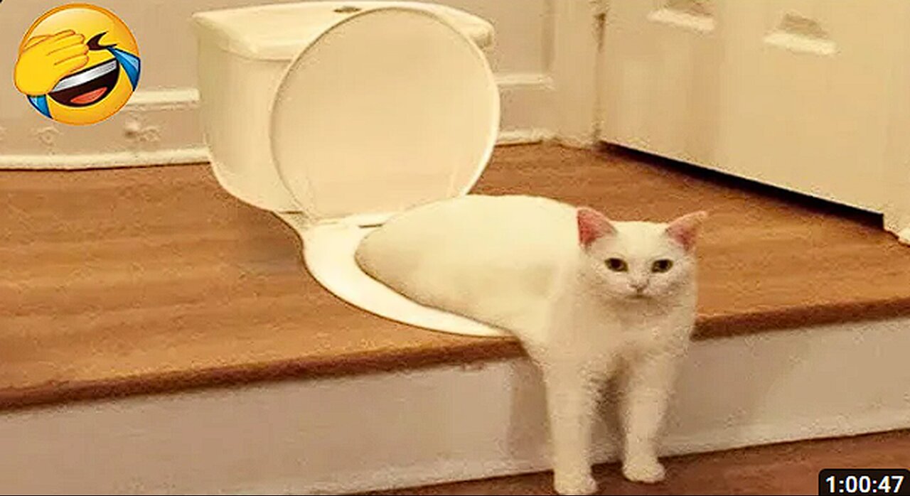 Ultimate Funny Cats and Dogs 😻🐶 Best Funniest Animal Videos Of The Week