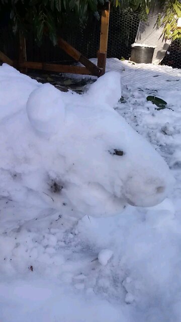Snow Pig
