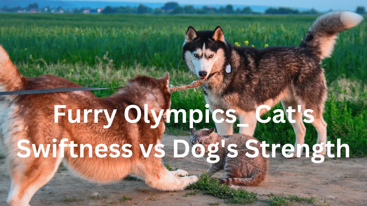 Furry Olympics_ Cat's Swiftness vs Dog's Strength