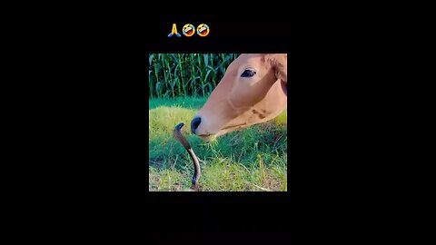 🤣 funny videos