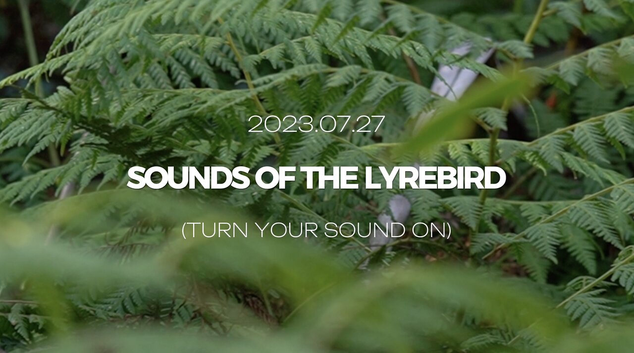 A minute of lyrebird sounds