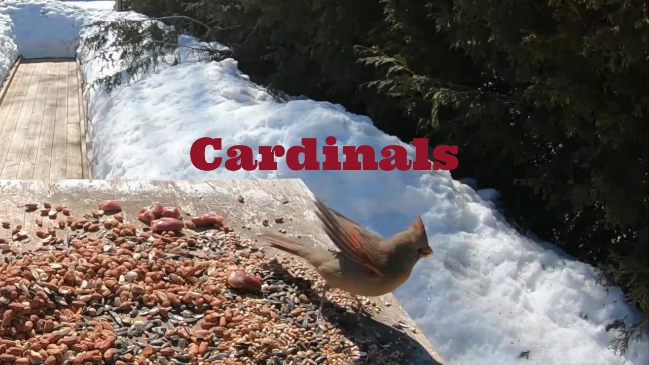 Cardinals In Slow Motion