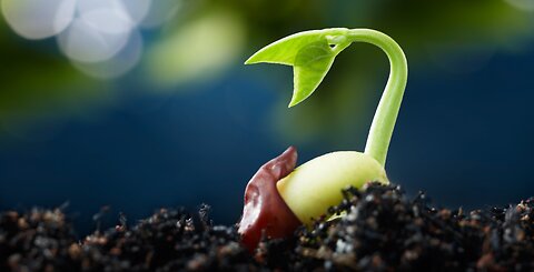 THE SEED __ Inspirational Short Film