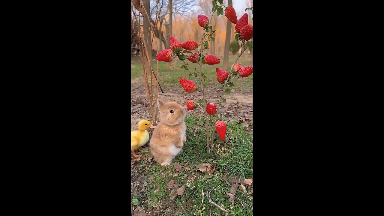 bunnies eating strawberries #bunny #rabbits #animals