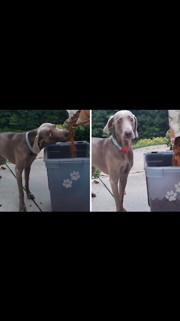 Impatient Dog Can't Wait For Dinner, Eats Food As It's Poured