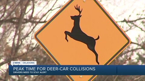 Drivers need to stay alert for deer