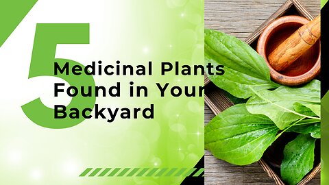 5 Medicinal Plants in Your Backyard