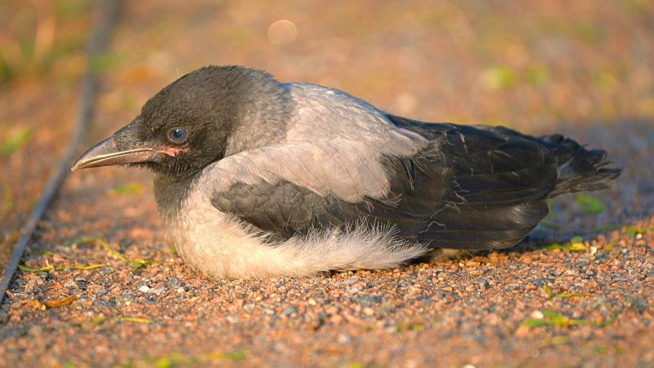 Sleepy Baby Hooded Crow Fledgling Just Can't Stay Awake