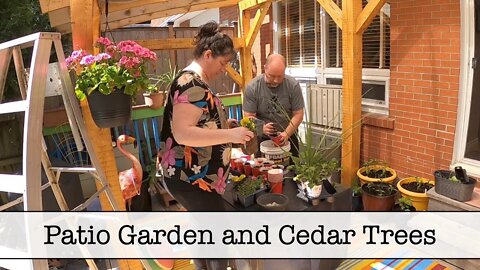 Patio Garden and Cedar Trees