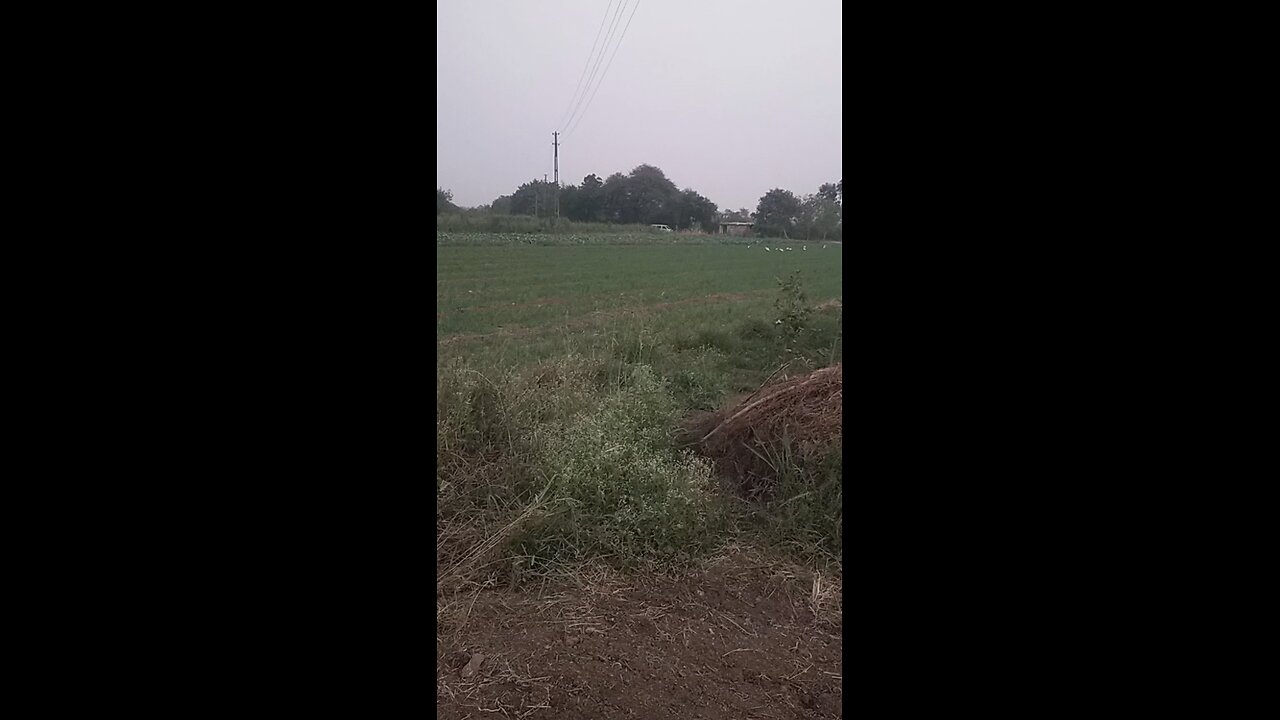 may vileg like follow may video