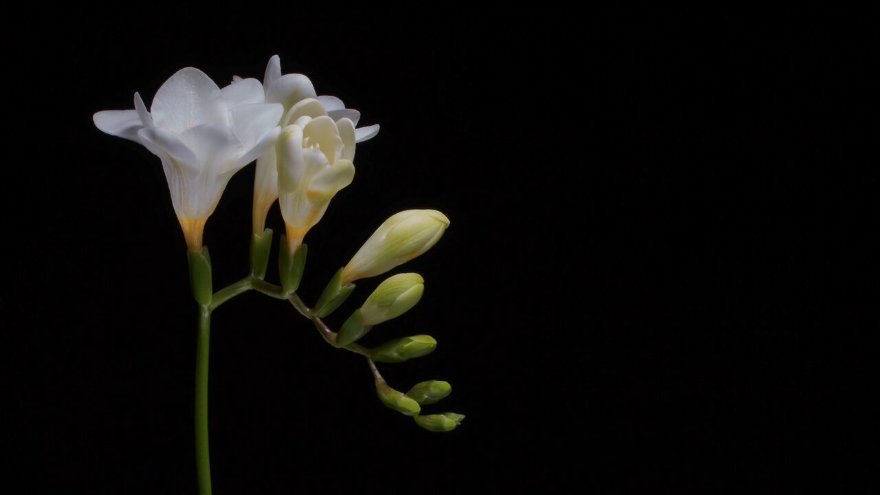 Stunning Time Lapse video Featureing Blooming Flowers At Their Finest Hours