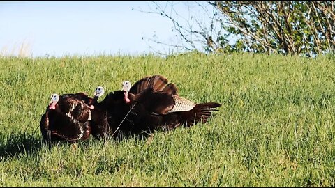 The Kentucky Duo - Spring Turkey Hunting