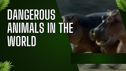 DANGEROUS ANIMALS IN THE WORLD.