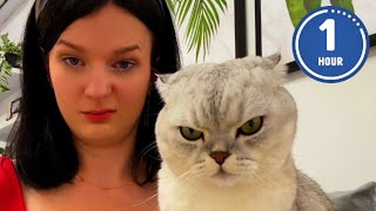 😹 FUNNIEST Cats Ever | Hilarious Cat Videos