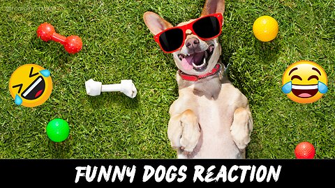 Funny dogs reaction #shorts