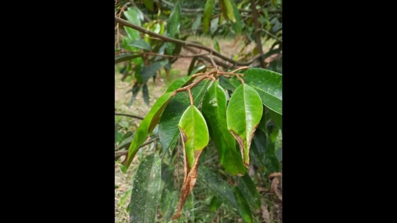 ប្រភេទនេះបានហៅថាទ្រីបបឺតជញ្ជក់ស្លឹកត្រួយទុរេន