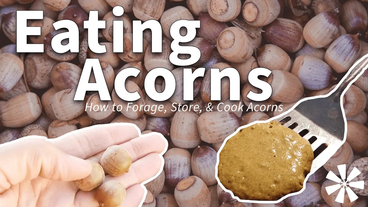 Eating ACORNS 🌰: How to Forage, Store, & Cook Acorns. Don't Starve. Don't Eat Bugs