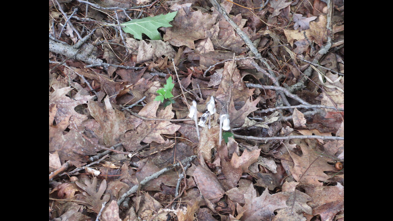 Crazy Strange Mushroom Ghost Plant Indian Pipe July 13, 2023