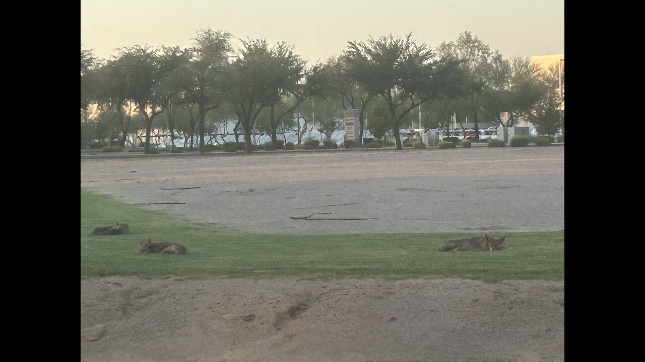 Three Coyotes in South Phoenix #wildlife #Coyotes #predators