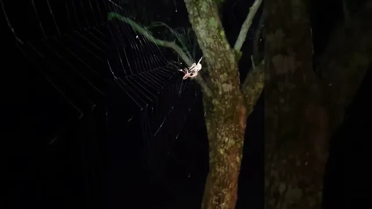 Assassin bug vs spider 🕸🕷 🕸