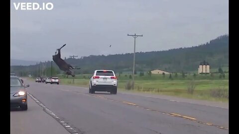 Car hits moose in Colorado