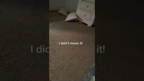 Funny Animals 178 funnycontent707