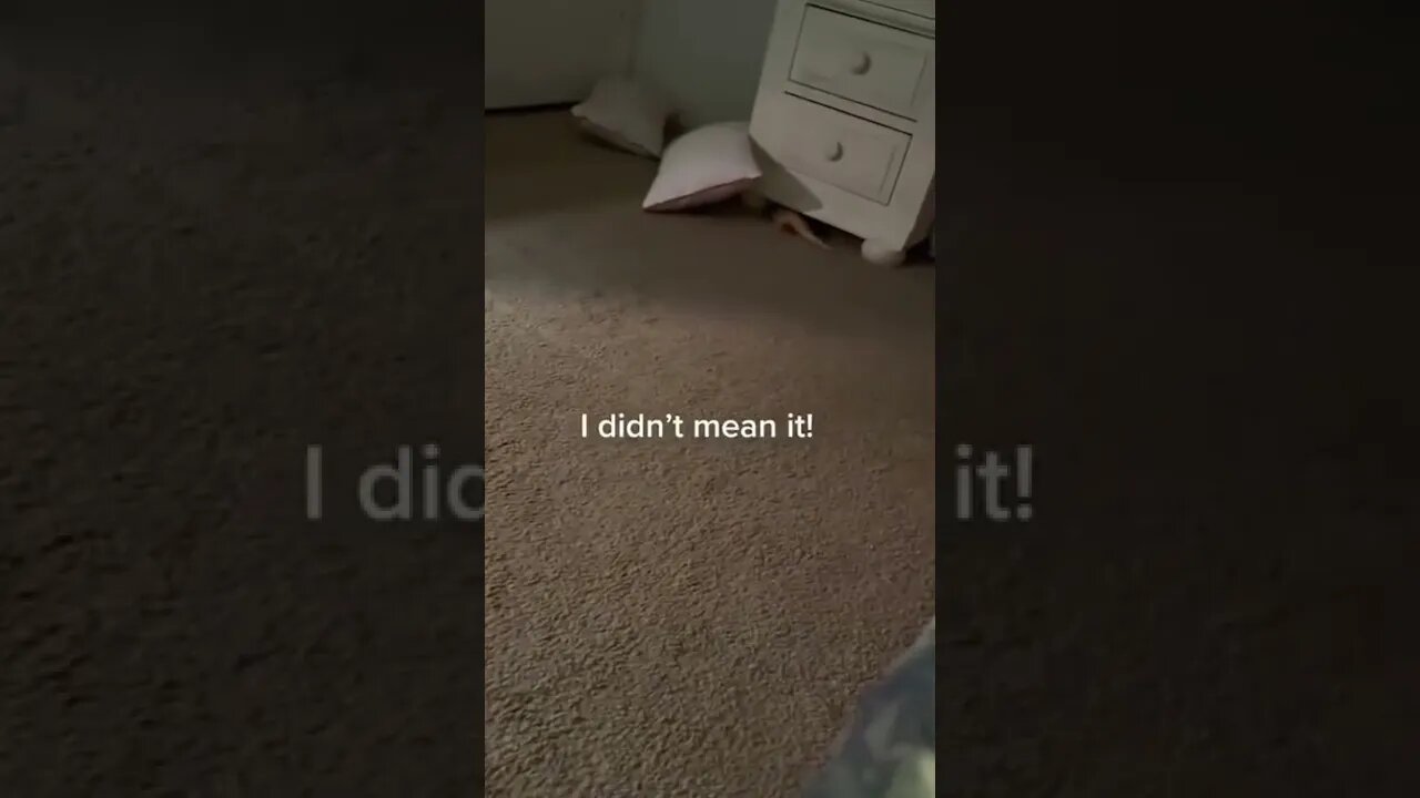 Funny Animals 178 funnycontent707