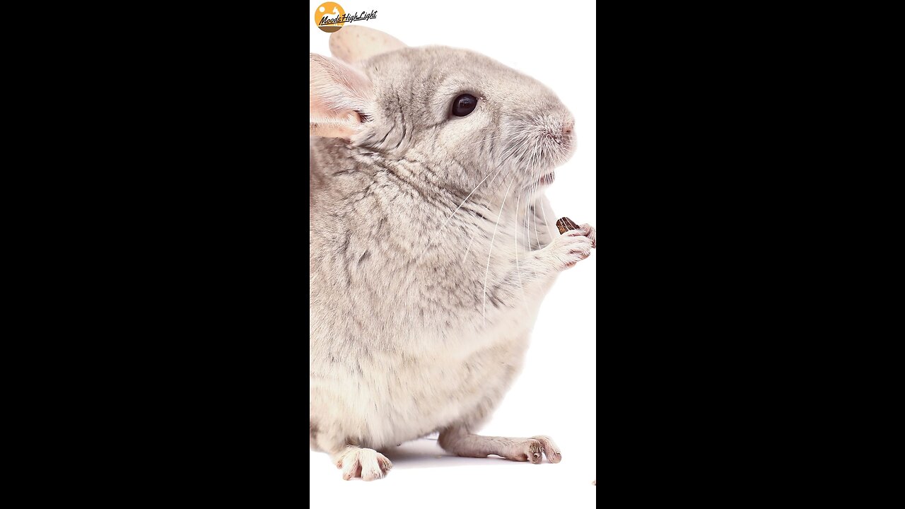 Chinchilla, Hewan Menggemaskan yang Mirip Perpaduan Tikus dan Kelinci