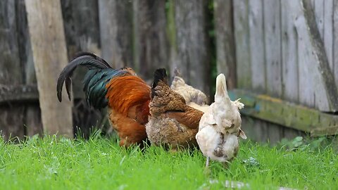 Very nice poultry farm 🌼❤️