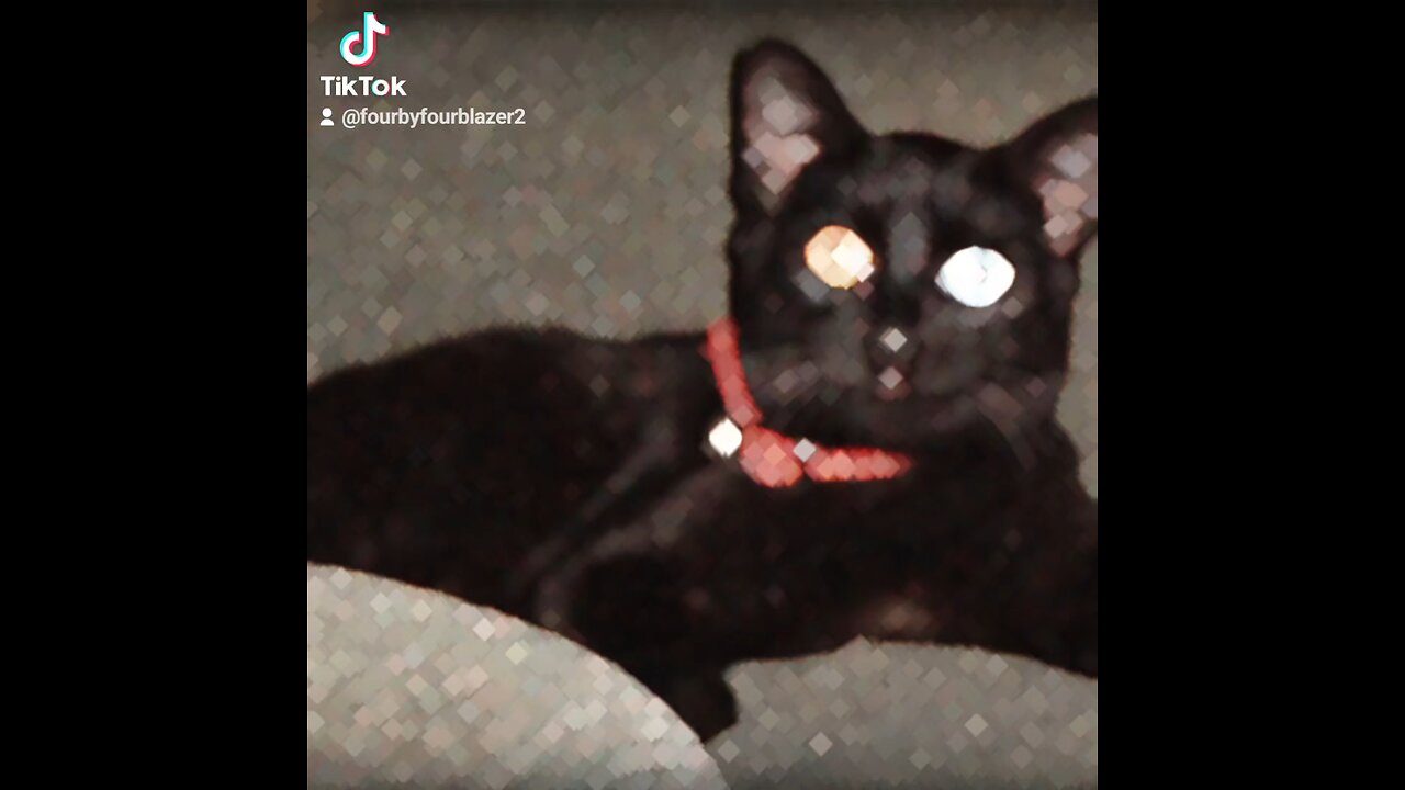 Odd-Eyed Black Cat