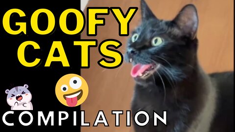 Goofy Cats Compilation Vol 2 - Silly Cats That Will Make You Laugh
