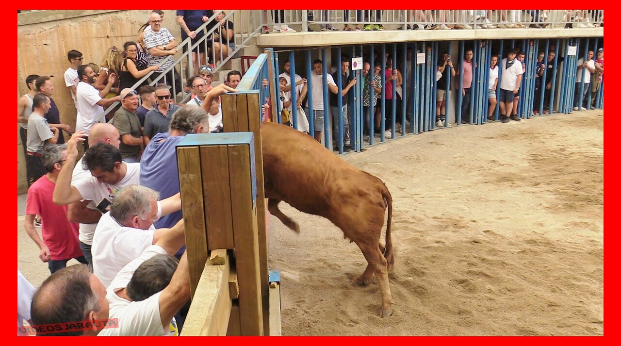 MALÓN ( ZARAGOZA ) TARDE VACAS EN PLAZA ( JUEVES 14 SEPTIEMBRE 2023 ) GANAD.ARRIAZU