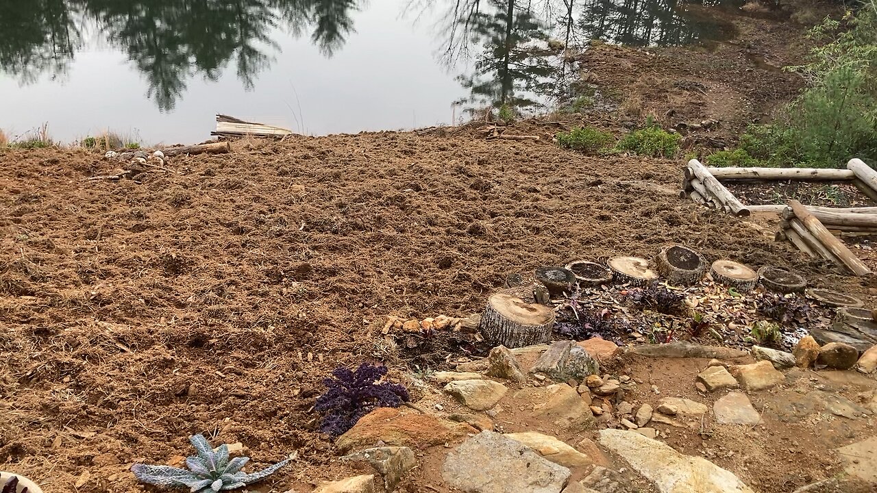 Wild Hog Activity - Tray Mtn 2