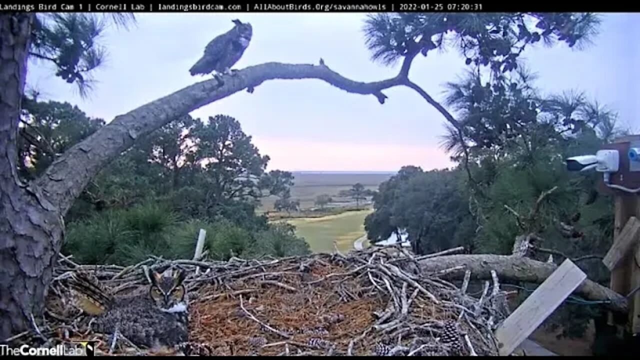 Dad and Mom Early Morning Duet 🦉 1/25/22 7:17