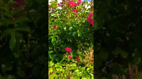 beautiful 🌹 red roses🌹#shorts #england