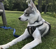 Musical husky sings along to guitar tune