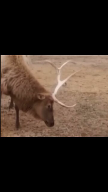 ANIMALS Antler Shedding or Regeneration: