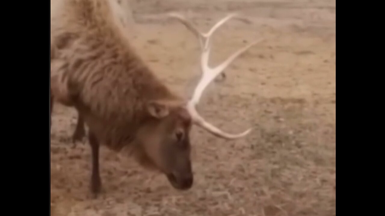 ANIMALS Antler Shedding or Regeneration: