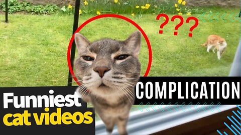 Watch the most hilarious and adorable cat videos of 2024!