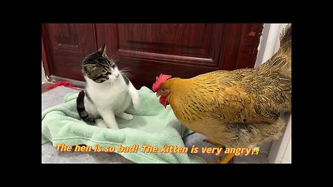 Hens are so bad! The hen wants to sleep with the kitten. Kitten is angry 💢Cute and interesting