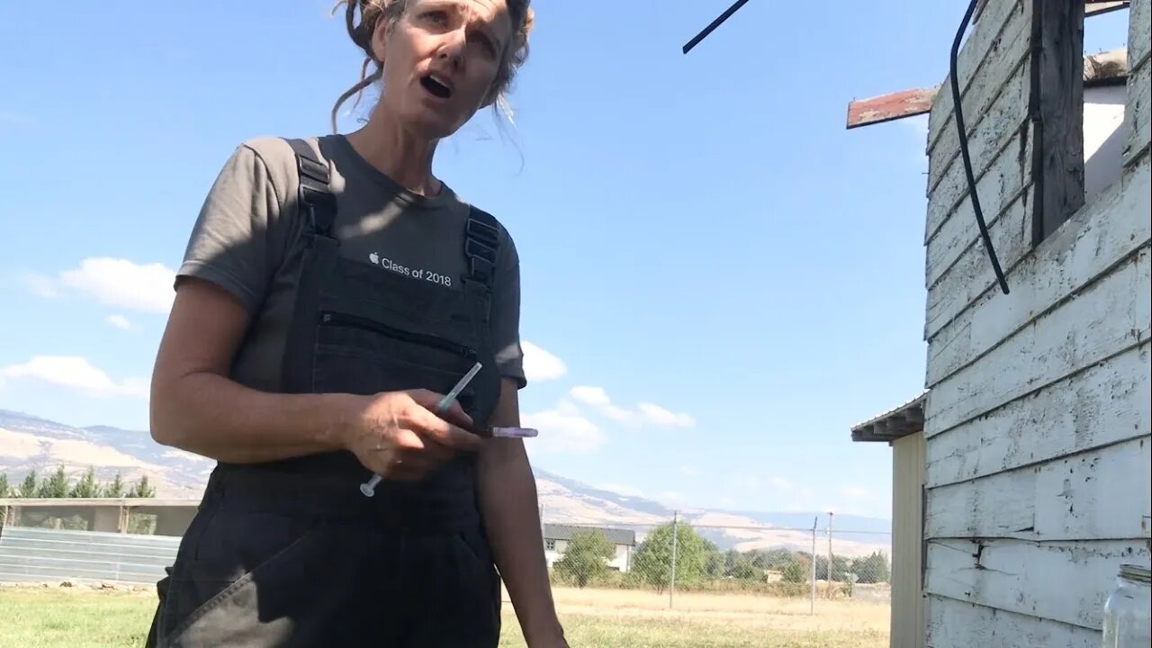 Hadassah Nicole-Dejack Reynolds Impersonating Livestock Vet Background