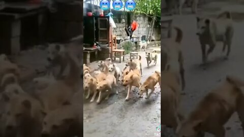 A cat vs 20 dogs 🤣🤣amazing