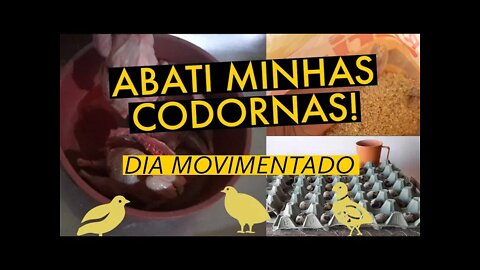 ABATI MINHAS CODORNAS / TUDO QUE FIZ HOJE NO CRIATÓRIO VIVER DE CODORNA