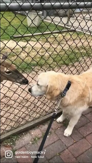 Golden Retriever and his friends