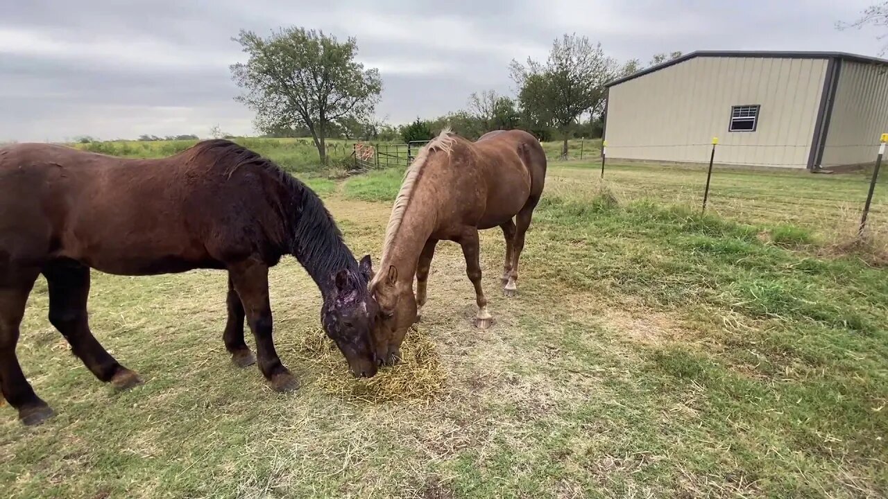 Giving Horses Benadryl & Other Meds - How To Put Medicine On Two Horses At Once