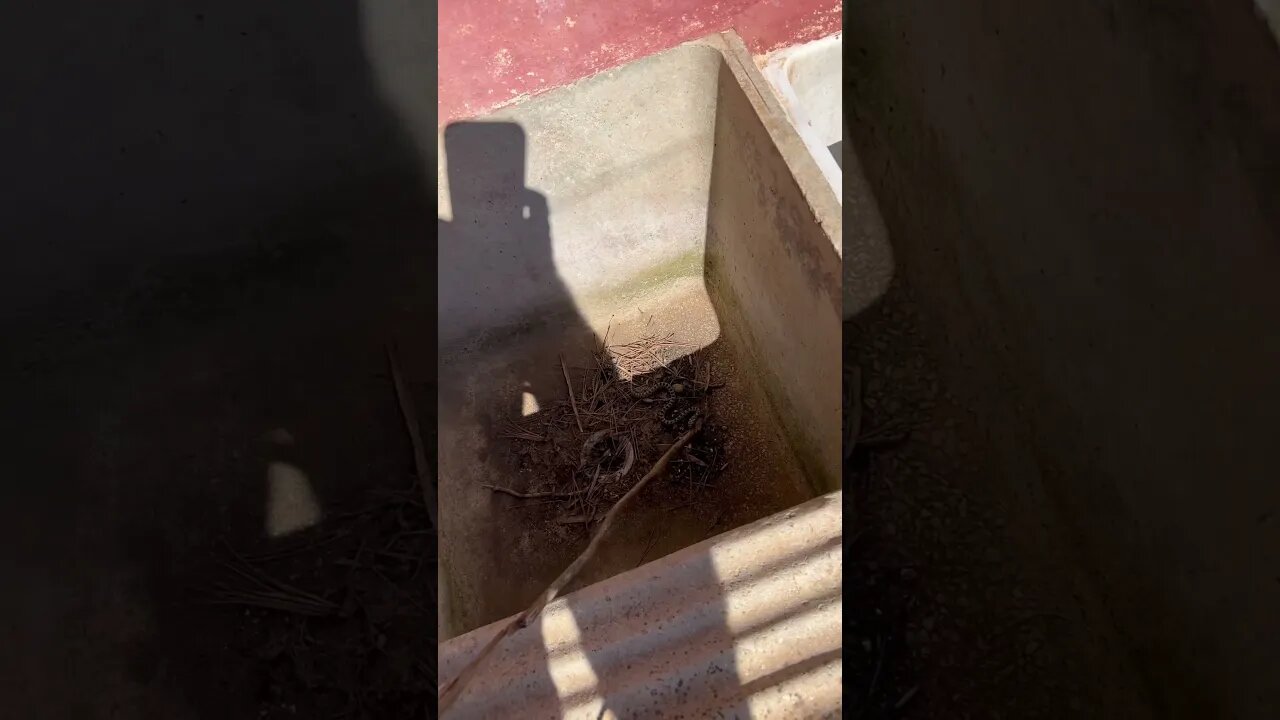 I saved an angry grapes horseshoe whip snake @goalzero #snakes #saveanimals