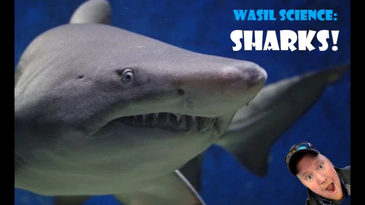 Wasil Science: Sharks!